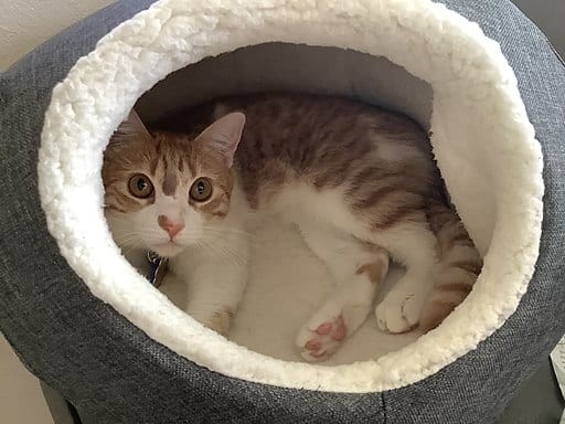 家猫