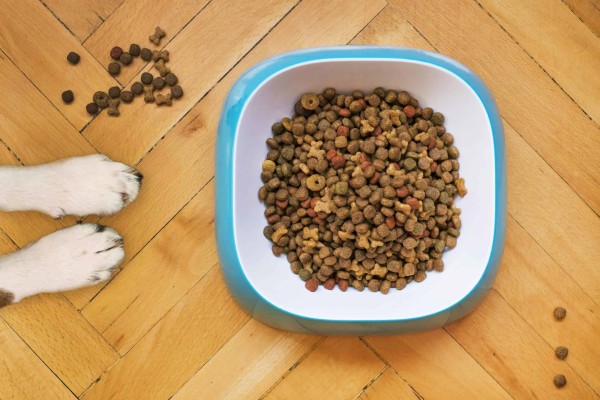 为您的爱犬提供均衡的饮食。
