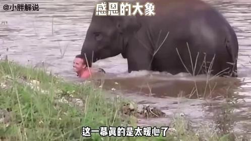 大象救助人类！万物皆有灵性，大象也会感恩！