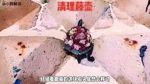 帮助乌龟清理藤壶，实在是太解压了