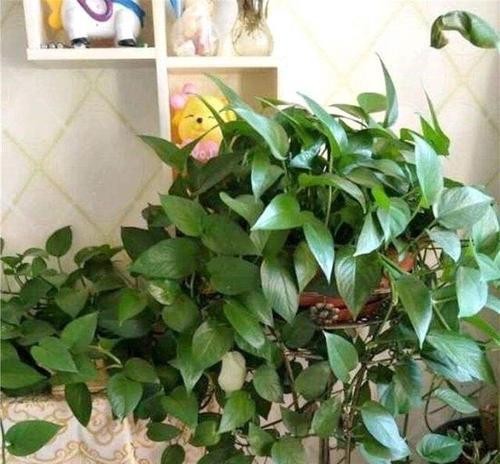 植物养护指南（如何正确照顾你的植物？）