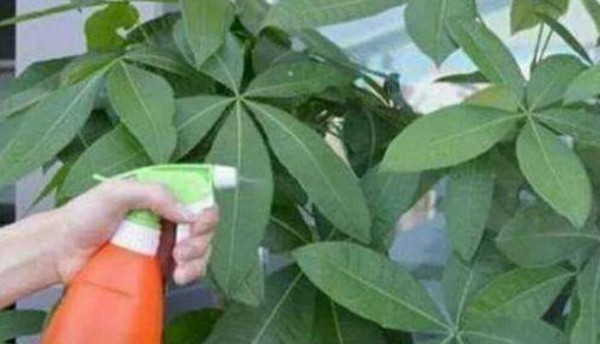 植物养护指南（如何正确照顾你的植物？）