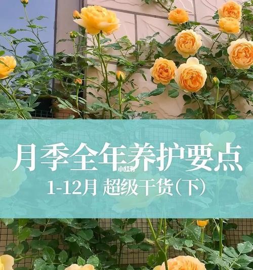 植物养护指南（如何正确照顾你的植物？）