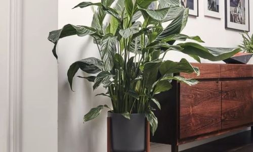 卧室摆什么植物最好
