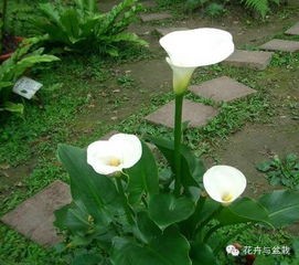 马蹄莲养殖秘籍,打造生机勃勃的花卉园林!