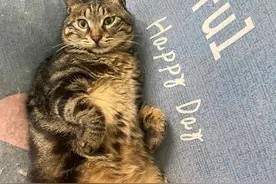 给大家推荐一个去除猫尿味儿的好办法!图片
