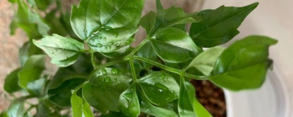 幸福树能摆在家里吗