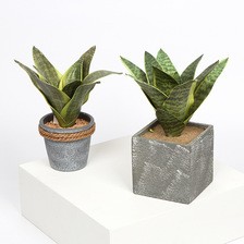 仿真花绿植多肉虎 皮兰盆景摆件室内客厅装饰摄影道具厂家直销