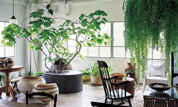 室内植物