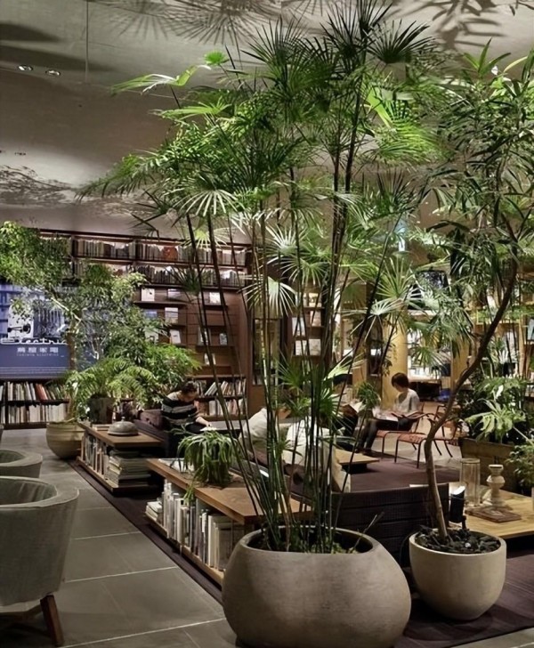 室内植物养护