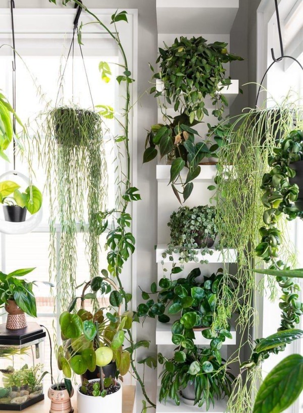 室内植物花盆