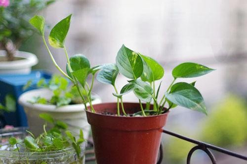 10种常见家居植物养护经，我可不轻易说！