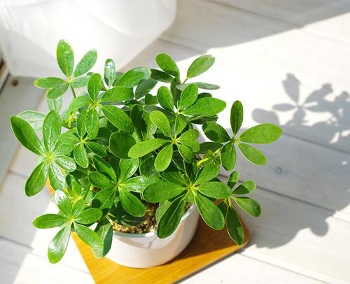 10种常见家居植物养护经，我可不轻易说！
