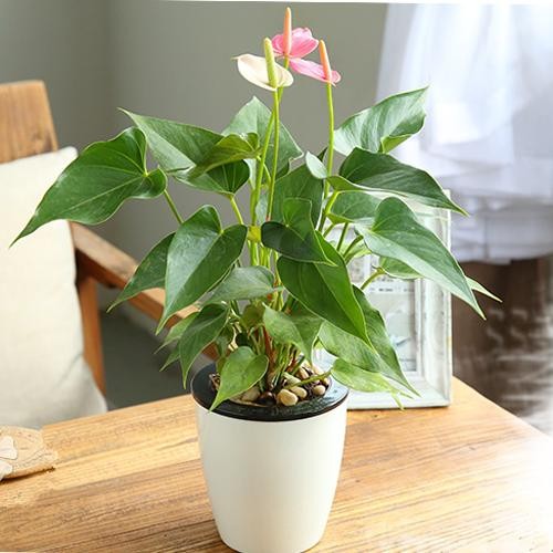 10种常见家居植物养护经，我可不轻易说！
