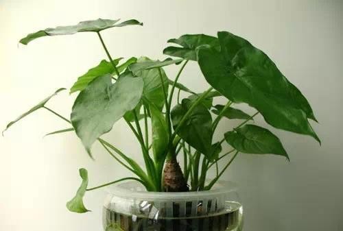 10种常见家居植物养护经，我可不轻易说！