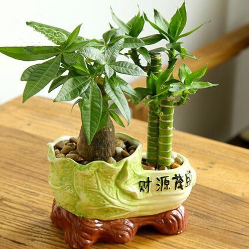10种常见家居植物养护经，我可不轻易说！