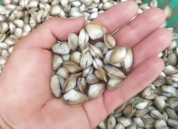 海瓜子有沙子怎样洗干净(海瓜子买回家怎么清洗好)