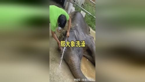 大象脚掌绵软惊人