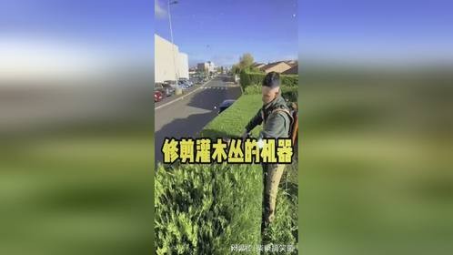 修剪灌木丛的工具也不是普通的电锯