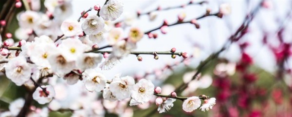梅花养在家里好不好，可美化家庭环境还能放松心情