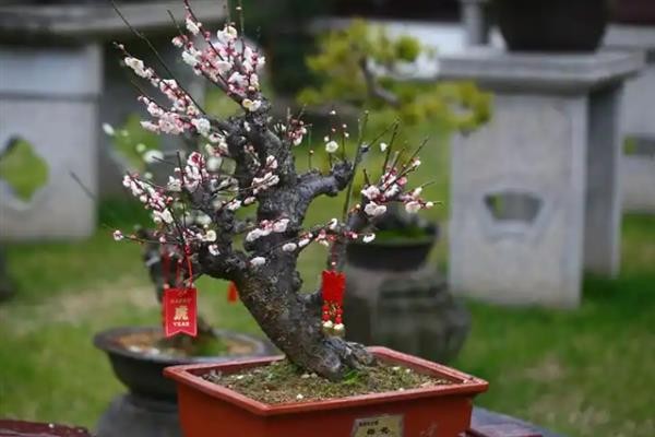 梅花养在家里好不好，可美化家庭环境还能放松心情