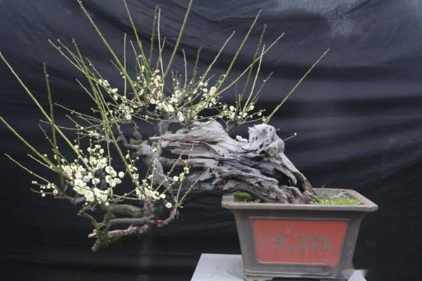梅花养在家里好不好，可美化家庭环境还能放松心情