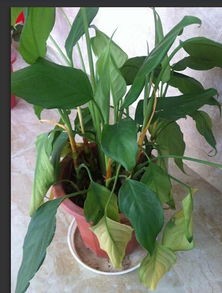 养绿色植物的方法