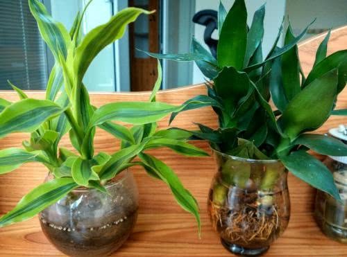 养绿色植物的方法