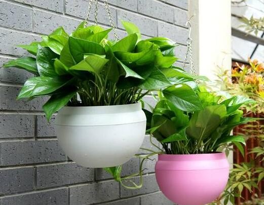 养绿色植物的方法