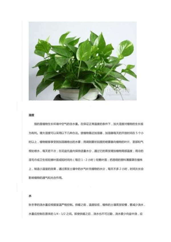 植物养护基本知识、绿植养护知识和方法