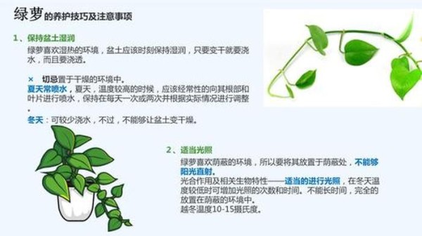 绿植养护知识宣传 绿植浇水注意事项