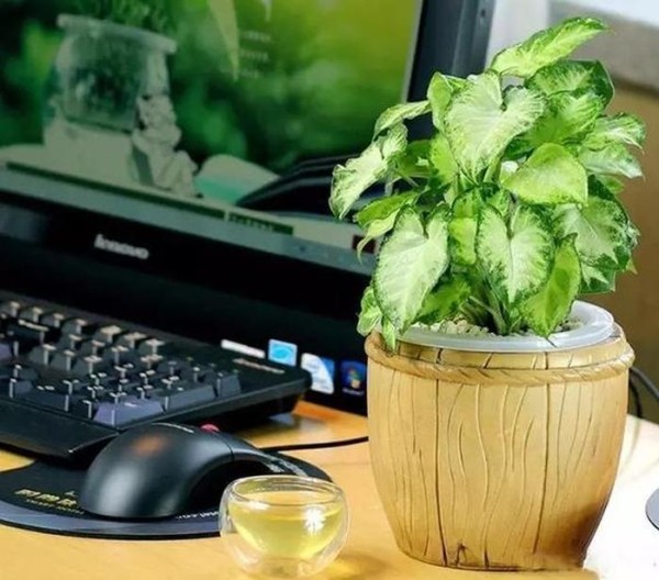 绿植养护知识宣传 绿植浇水注意事项