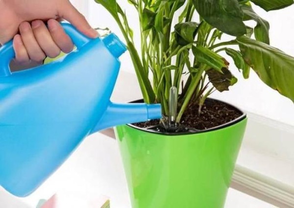 绿植养护知识宣传 绿植浇水注意事项