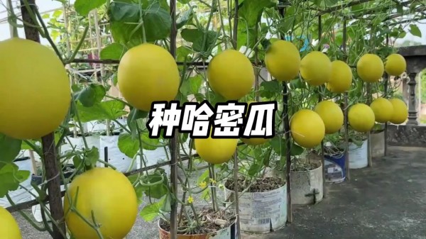 Thumbplayer Poster Plugin Image