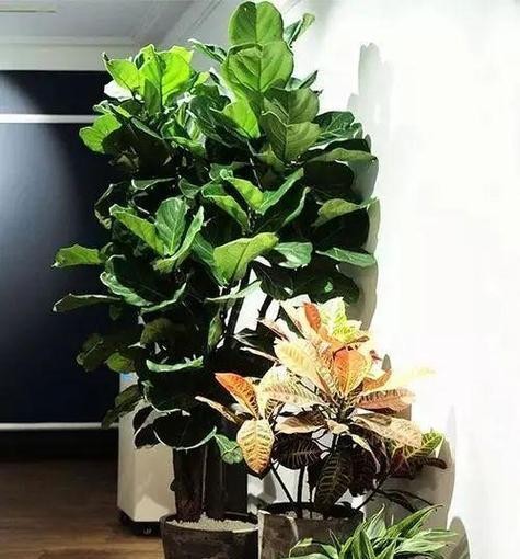 花草什么？如何选择适合室内摆放的植物？