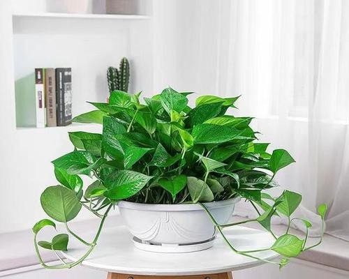 室内种植花草有哪些推荐？如何选择适合的室内植物？