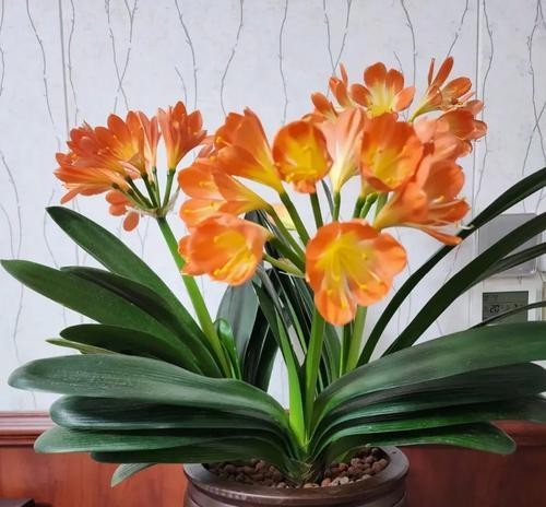 家庭适宜养什么花？如何选择适合室内环境的花卉？