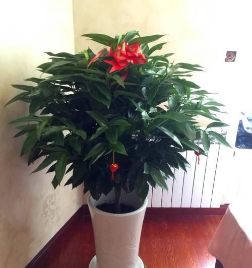 家庭适宜养什么花？如何选择适合室内环境的花卉？