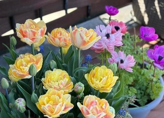家庭适宜养什么花？如何选择适合室内环境的花卉？