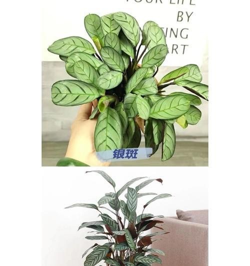室内植物品种大全有哪些？如何选择适合的室内植物？