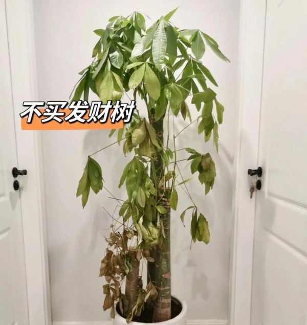 室内植物品种大全有哪些？如何选择适合的室内植物？