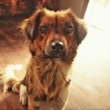 alfred