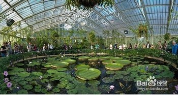 卧室绿化指南：挑选适合的植物，营造宁静氛围