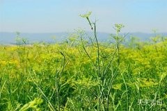 厨房风水的正确位置图，打造家居美食的幸运之地