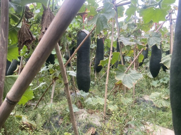 黑皮冬瓜田间种植图，绿色藤蔓中黑亮果实挂满田地
