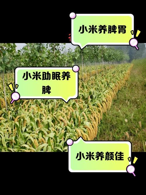 小米是什麼