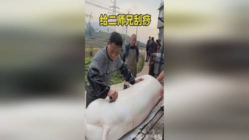 给二师兄刮痧