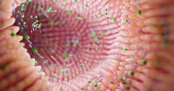 alimentos mente cuerpo bienestar integral