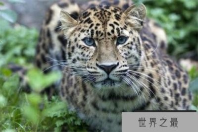 ​世界最著名十大动物 大熊猫上榜，爪哇犀牛喜欢独来独往