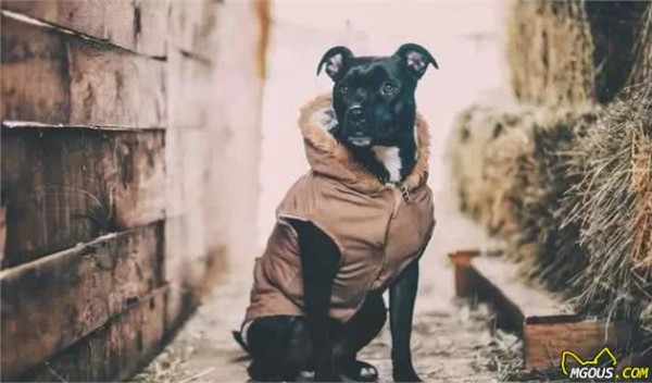 犬毛发满天飞？各种妙招教你轻松处置